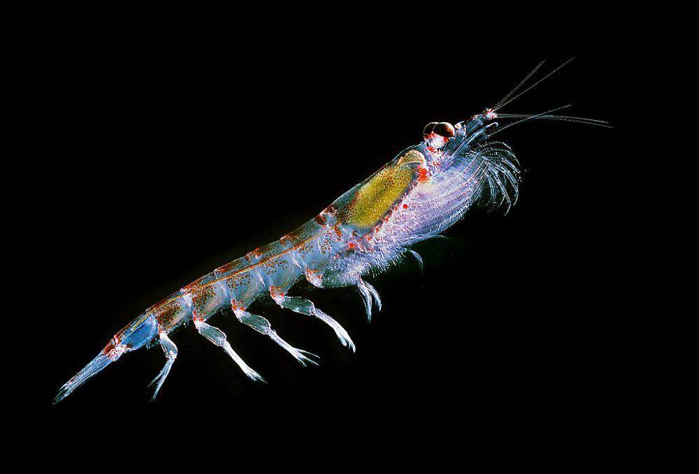 antarctic krill (commons.wikimedia.org/Uwe Kils)