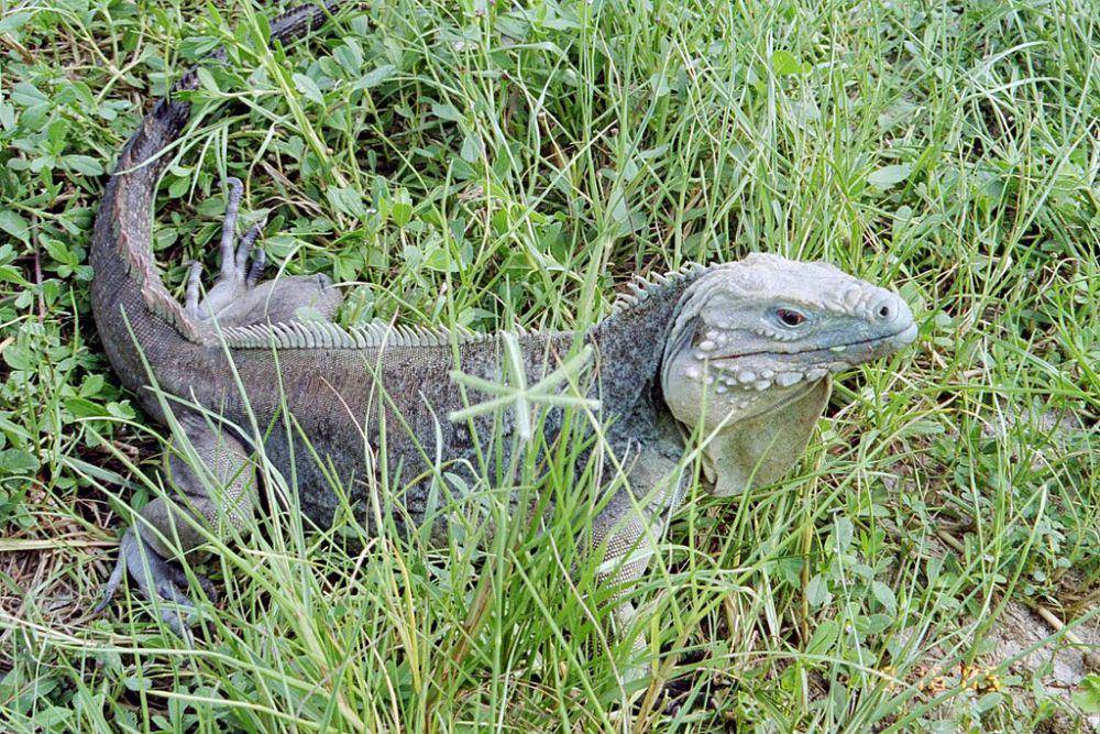 iguana biru (commons.wikimedia.org/Frederk21)
