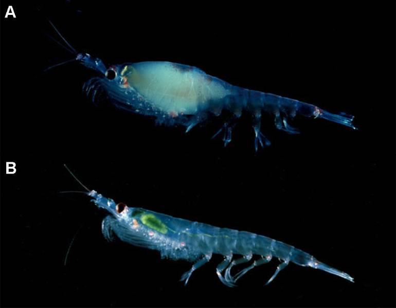 antarctic krill (commons.wikimedia.org/Langdon Quetin, Robin Ross)