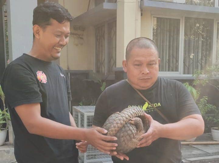 Damkar Kota Semarang serahkan trenggiling ke BKSDA Jateng. (IDN Times/Fariz Fardianto)