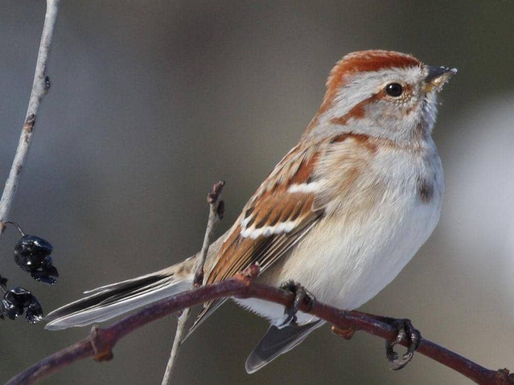 american tree sparrow (commons.wikimedia.org/dominic sherony)