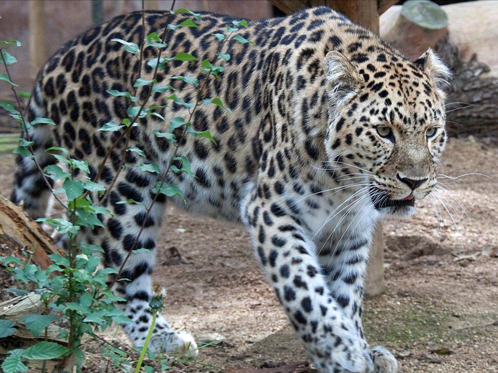 5 Fakta Amur Leopard, si Pemburu Terampil dan Pendaki yang Lincah