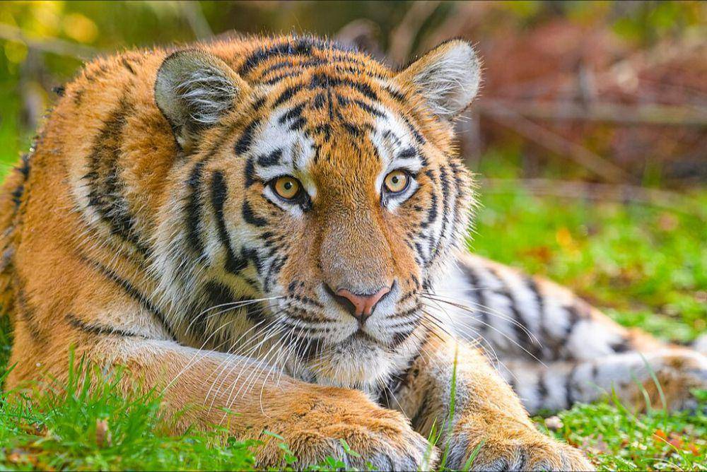 siberian tiger atau harimau siberia (commons.wikimedia.org/Mathias Appel)
