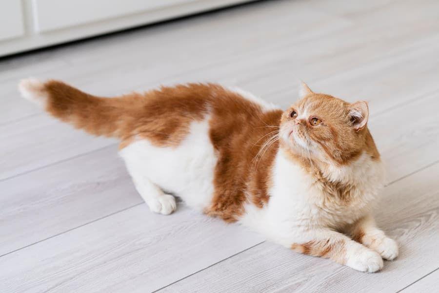 Kenapa Kucing Suka Mengarahkan Pantat ke Wajah Pemiliknya?