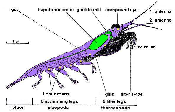 Grafik anatomi antarctic krill (commons.wikimedia.org/Uwe Kils)