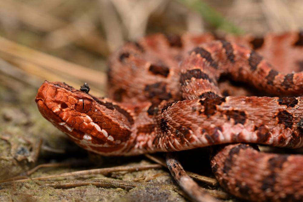 Ular derik pygmy (inaturalist.org/Kevin Smith)