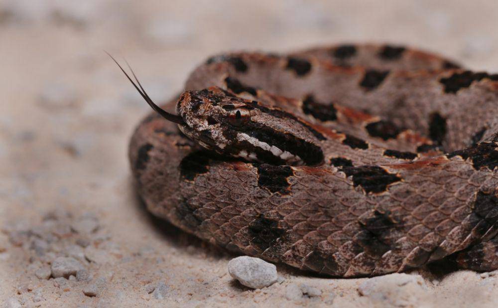 Ular derik pygmy (inaturalist.org/Frank Goodavish)