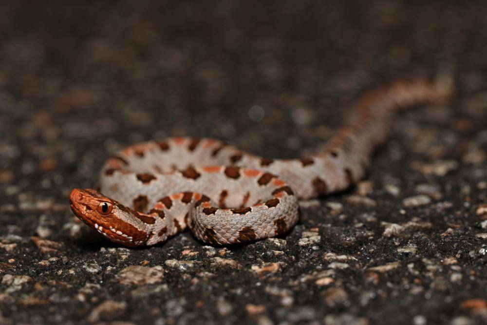 Ular derik pygmy (inaturalist.org/Kevin Smith)