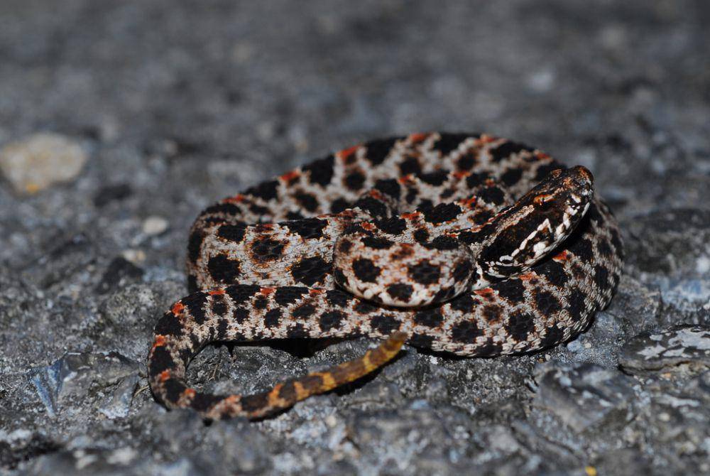 Ular derik pygmy (inaturalist.org/KristenM)