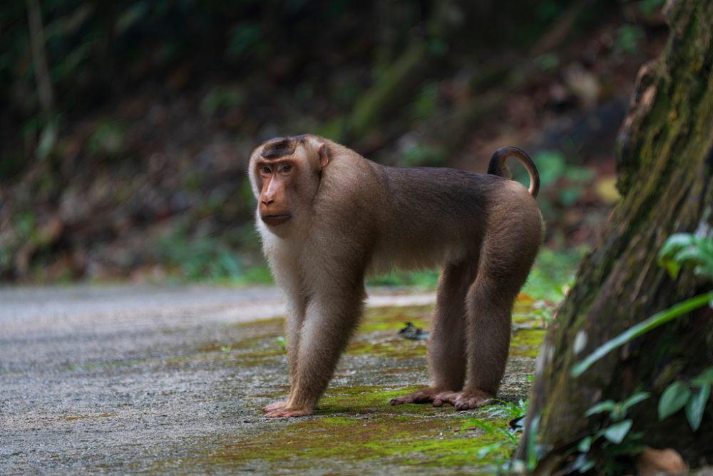 Beruk ekor babi kepulauan sunda (inaturalist.org/Chen Zhiyang)