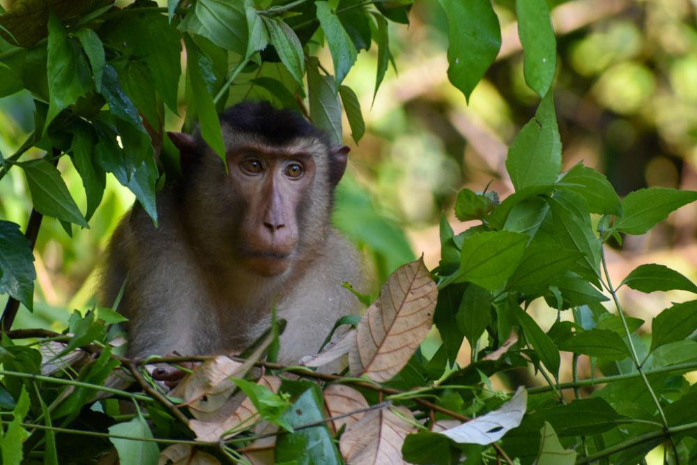 Beruk ekor babi kepulauan sunda (inaturalist.org/Ryan Pyne)