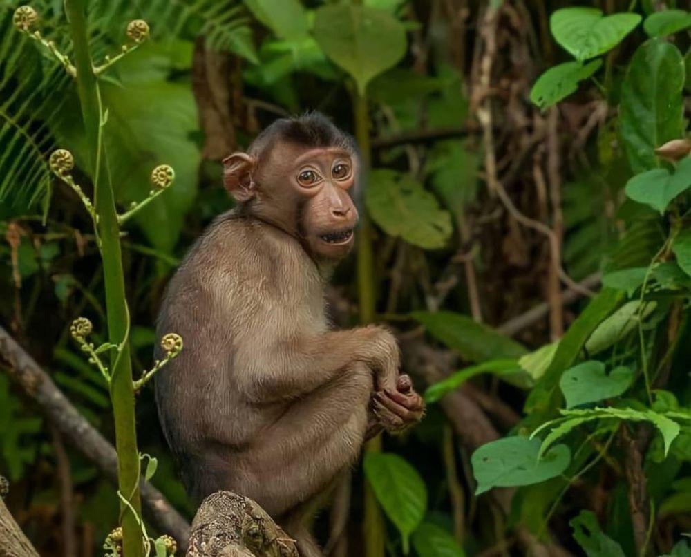Beruk ekor babi kepulauan sunda (inaturalist.org/nabiha00)