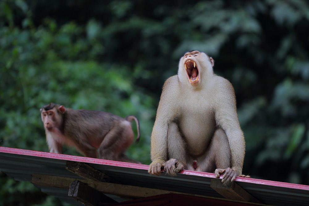 Beruk ekor babi kepulauan sunda (inaturalist.org/Erland Refling Nielsen)