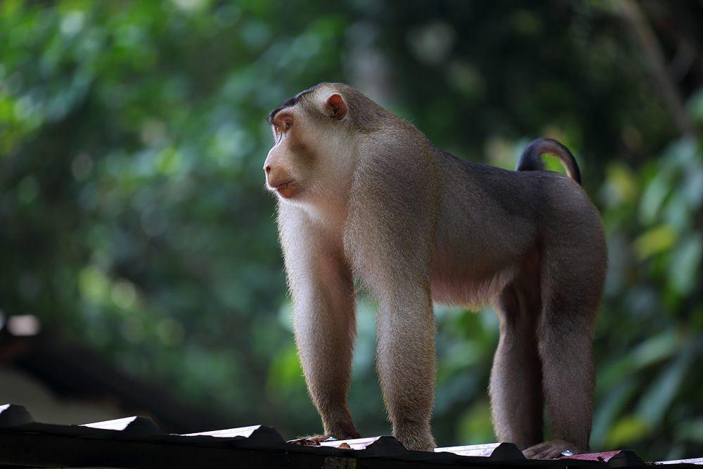 Beruk ekor babi kepulauan sunda (inaturalist.org/Erland Refling Nielsen)