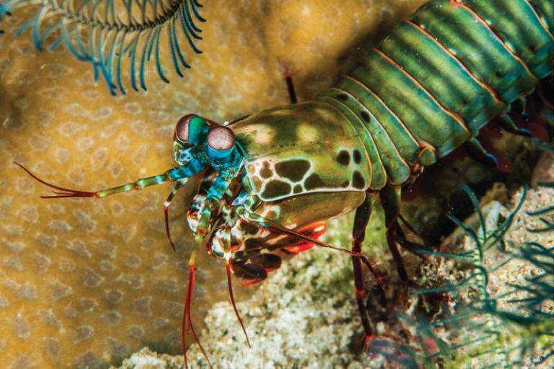 udang mantis