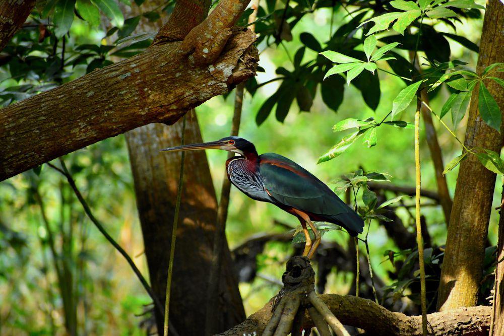 5 Fakta Agami Heron, Bangau Penyendiri yang Ahli Berburu di Air Tawar