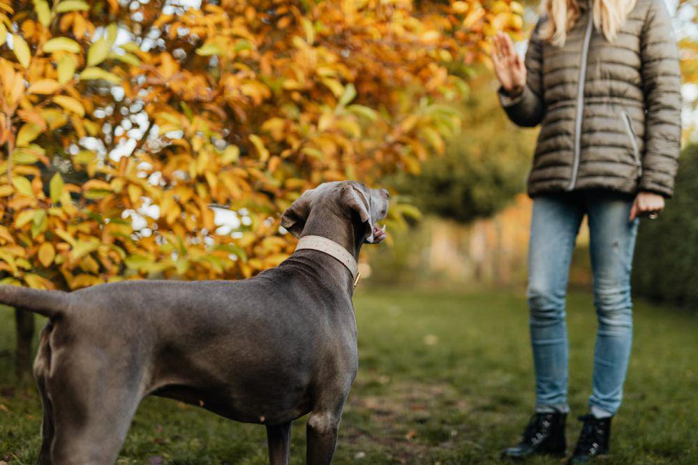 ilustrasi melatih anjing (pexels.com/Karolina Kaboompics)
