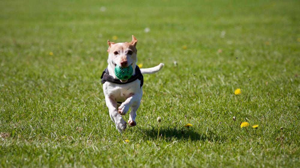 5 Kesalahan Umum yang Sering Dilakukan dalam Melatih Anjing