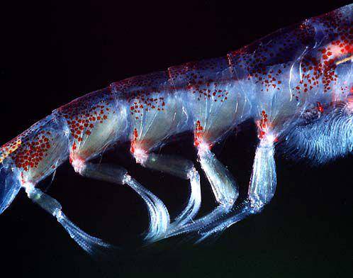 antarctic krill (commons.wikimedia.org/Uwe kils)