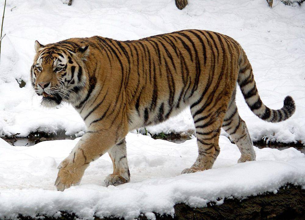 siberian tiger atau harimau siberia (commons.wikimedia.org/Appaloosa)