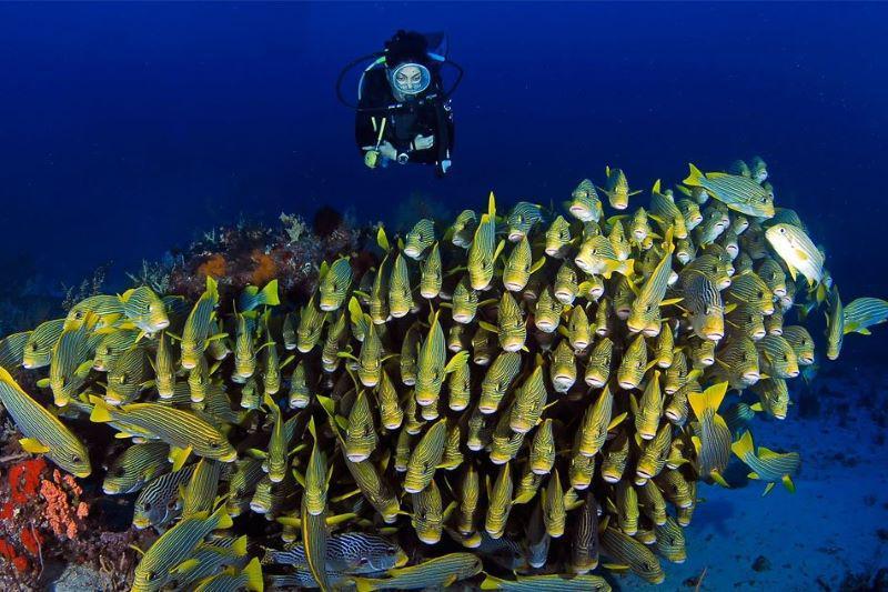 5 Spesies Hewan Endemik Bawah Laut yang Hanya Dapat Ditemukan di Raja Ampat