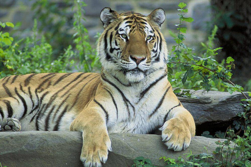 siberian tiger atau harimau siberia (commons.wikimedia.org/Hollingsworth, John and Karen)
