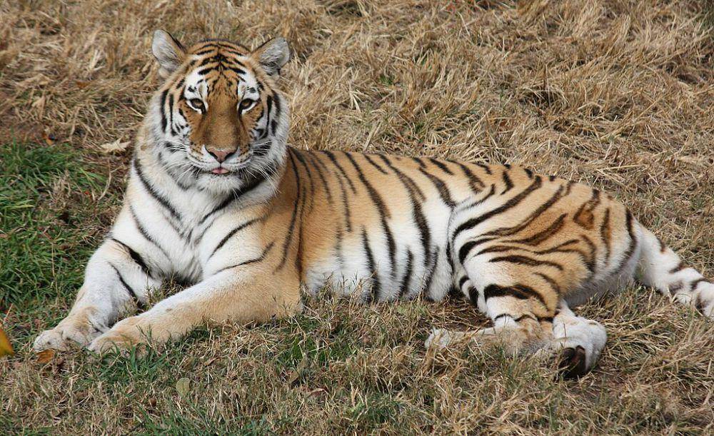 siberian tiger atau harimau siberia (commons.wikimedia.org/Ltshears)