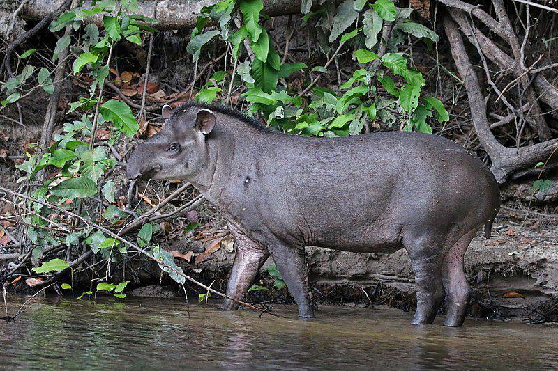 6 Fakta Tapir Brazil, Tapir Asli Amerika Selatan yang Mahir Berenang