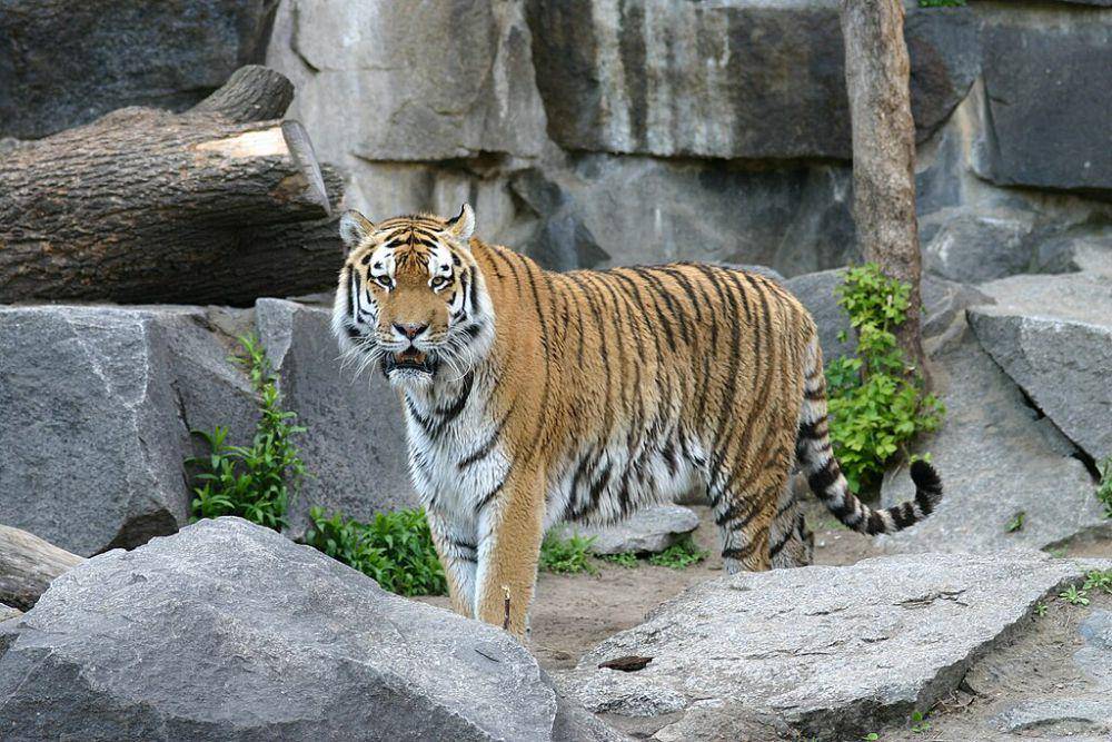 siberian tiger atau harimau siberia (commons.wikimedia.org/Softeis)