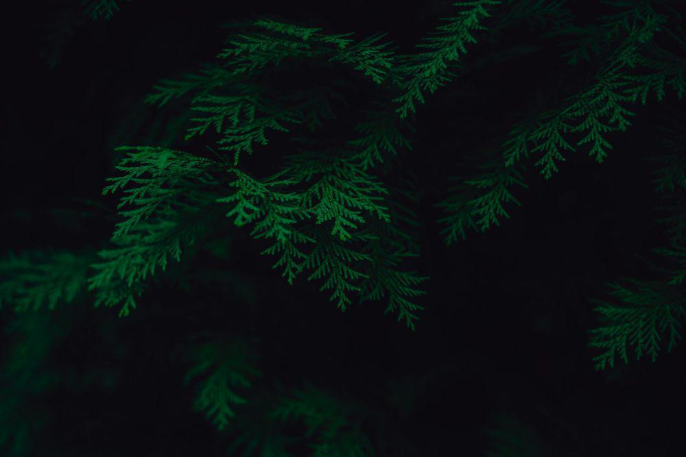 asparagus fern (unplash.com/Tony Litvyak)