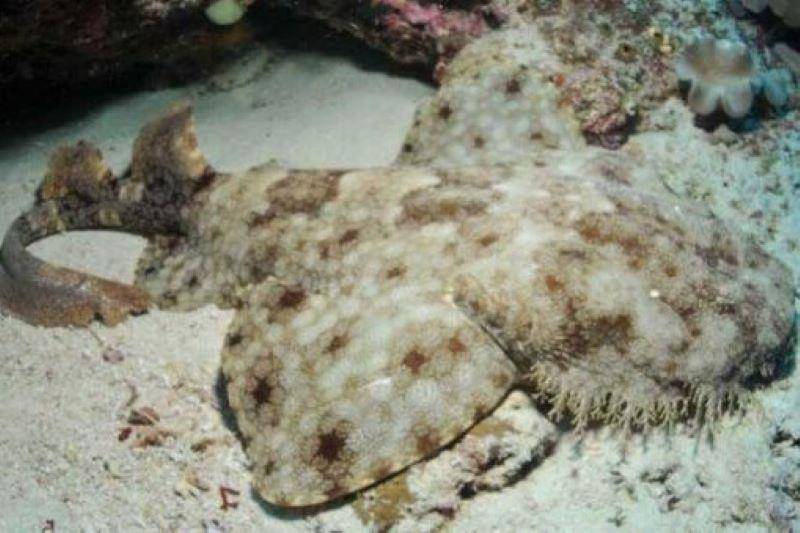 hiu wobbegong raja ampat