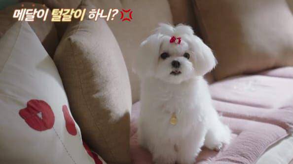 cuplikan drama Korea Romance in the House (instagram.com/jtbcdrama)