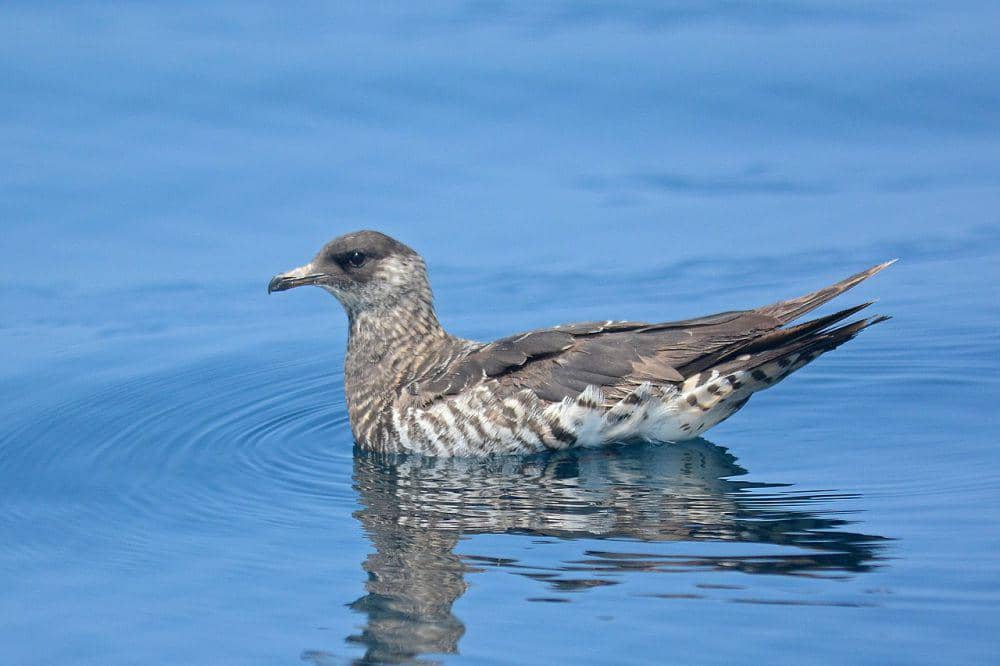 5	Fakta Jaeger Parasit, yang Suka Curi Makanan Burung Lain
