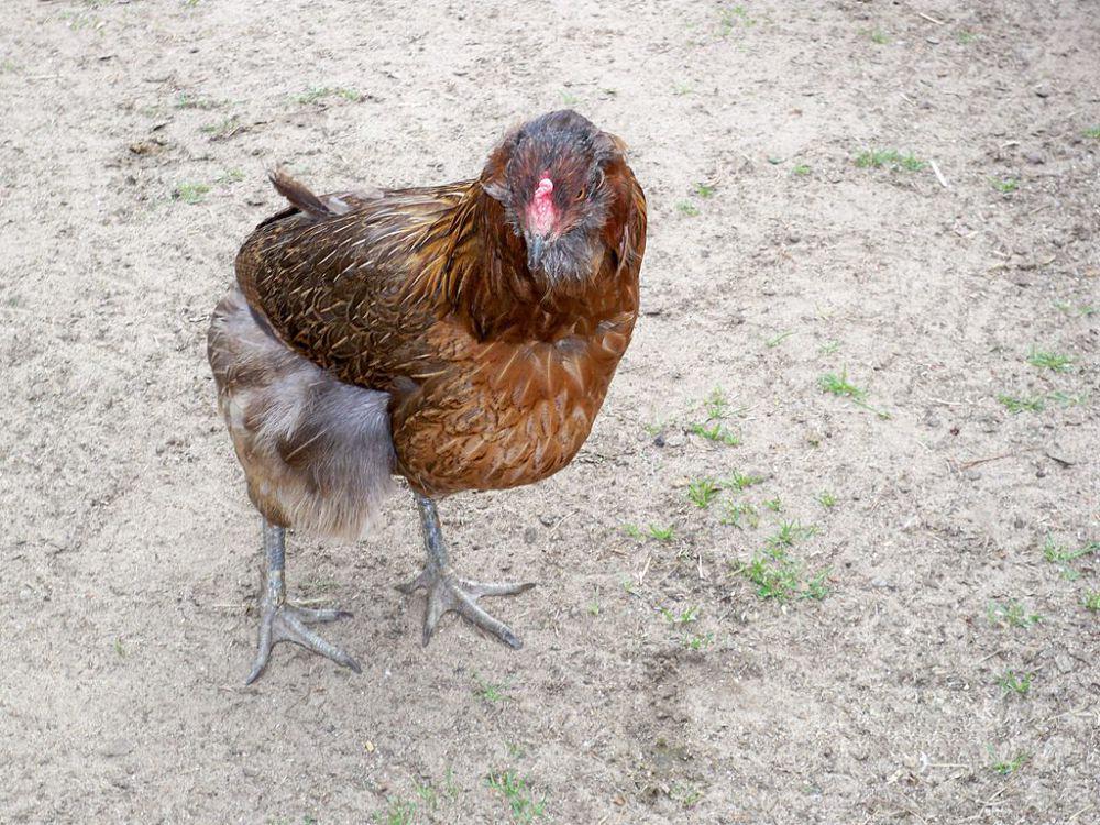 5 Fakta Ayam Araucana, Ras Penghasil Telur dengan Beragam Warna