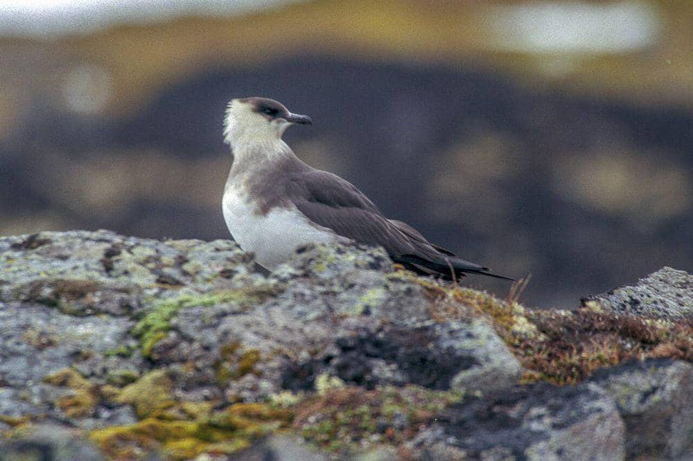 Jaeger parasit (commons.wikimedia.org/Jerzy Strzelecki)
