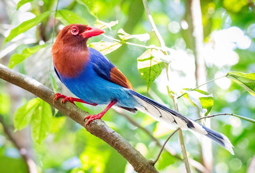 Sri lanka blue magpie (commons.m.wikimedia.org/Gerry Zambonini)
