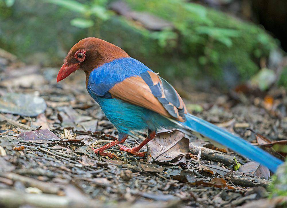 Sri lanka blue magpie (commons.m.wikimedia.org/Koshy Koshy)