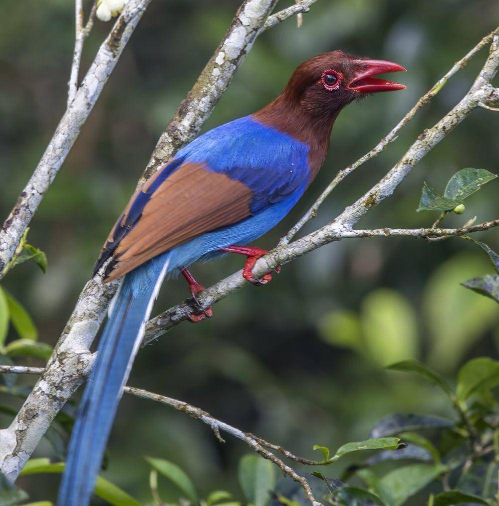 Sri lanka blue magpie (commons.m.wikimedia.org/Charles J. Sharp)