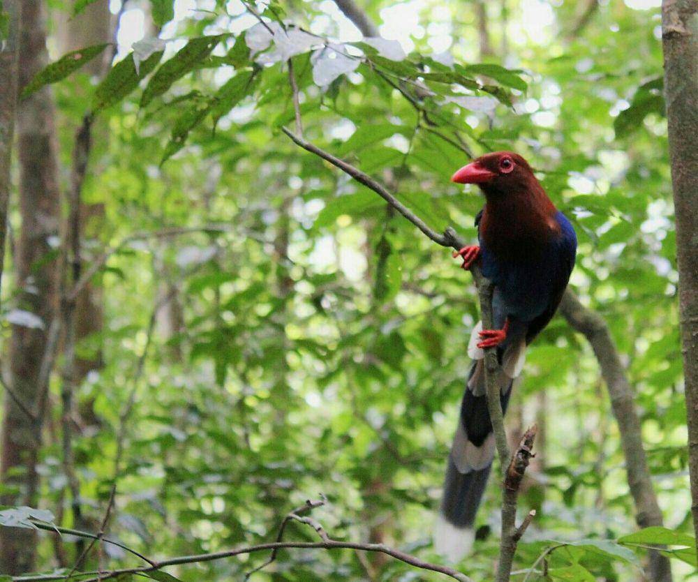 Sri lanka blue magpie (commons.m.wikimedia.org/Adrian Rana Singhe)
