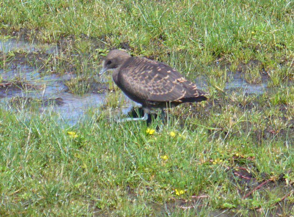 Jaeger parasit (commons.wikimedia.org/Colin Smith)