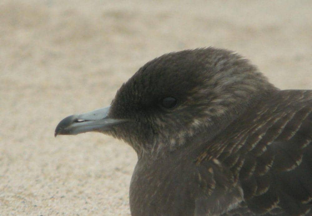 Jaeger parasit (commons.wikimedia.org/Caleb Putnam)