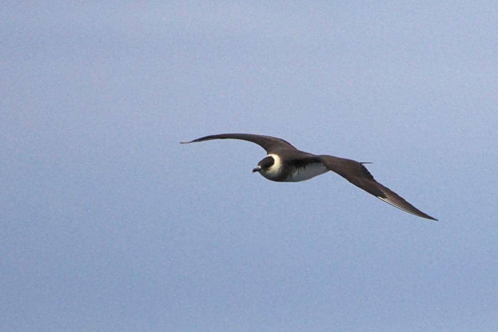 Jaeger parasit (commons.wikimedia.org/iNaturalist)