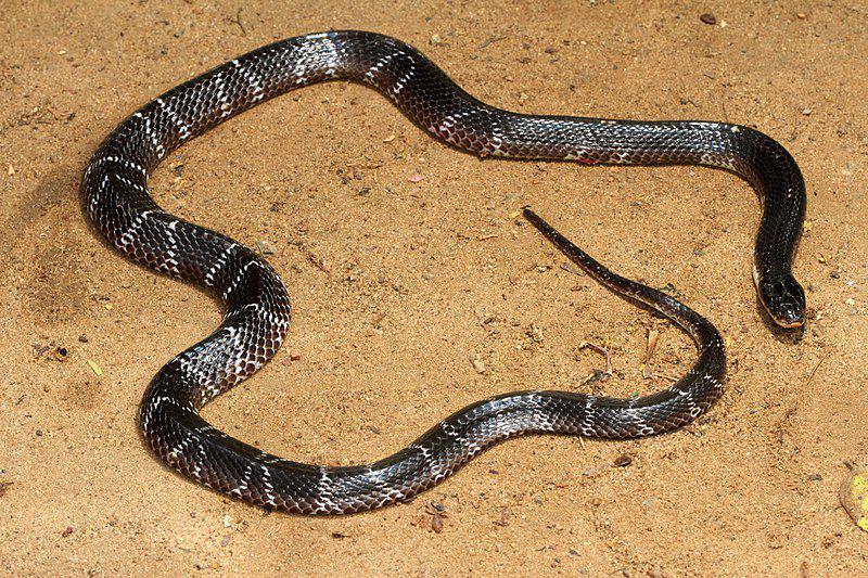 Common krait (commons.wikimedia.org/Davidvraju)