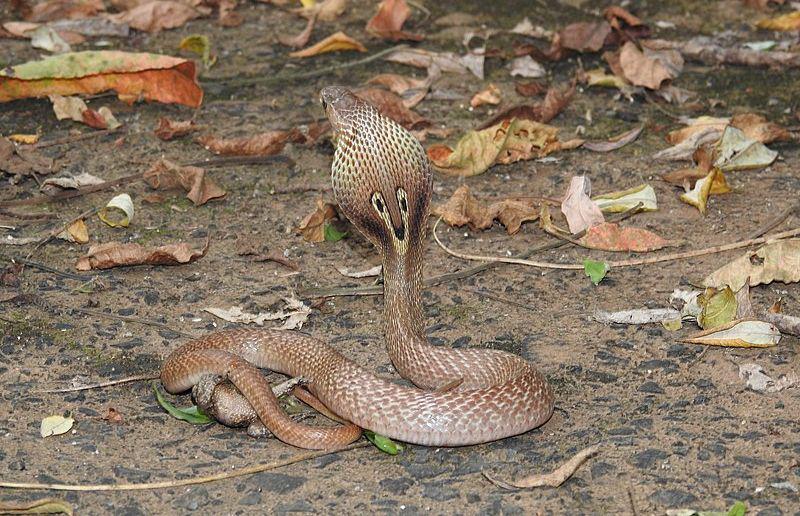 Indian cobra (commons.wikimedia.org/Dr. Raju Kasambe)