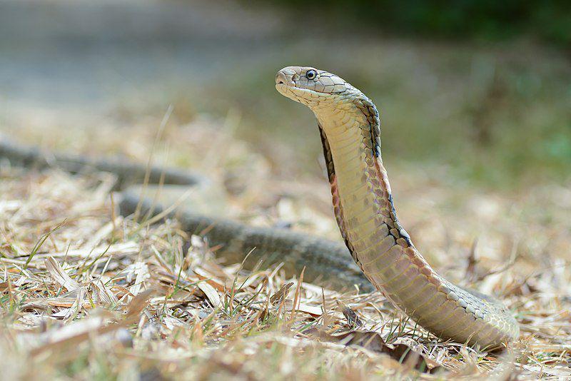 King cobra (commons.wikimedia.org/Rushenb)