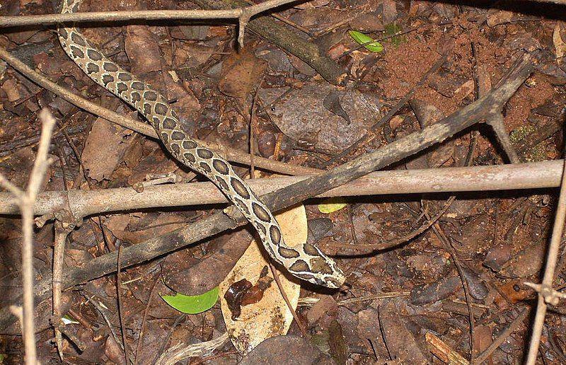 Russell’s viper (commons.wikimedia.org/Hopeland)
