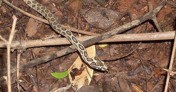 Russell’s viper (commons.wikimedia.org/Hopeland)