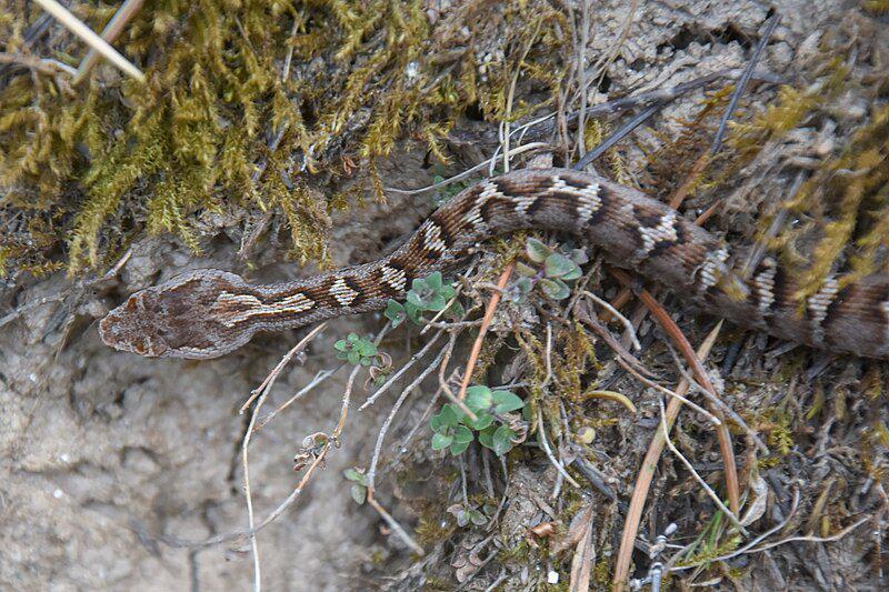 Himalayan pit viper (commons.wikimedia.org/Name)