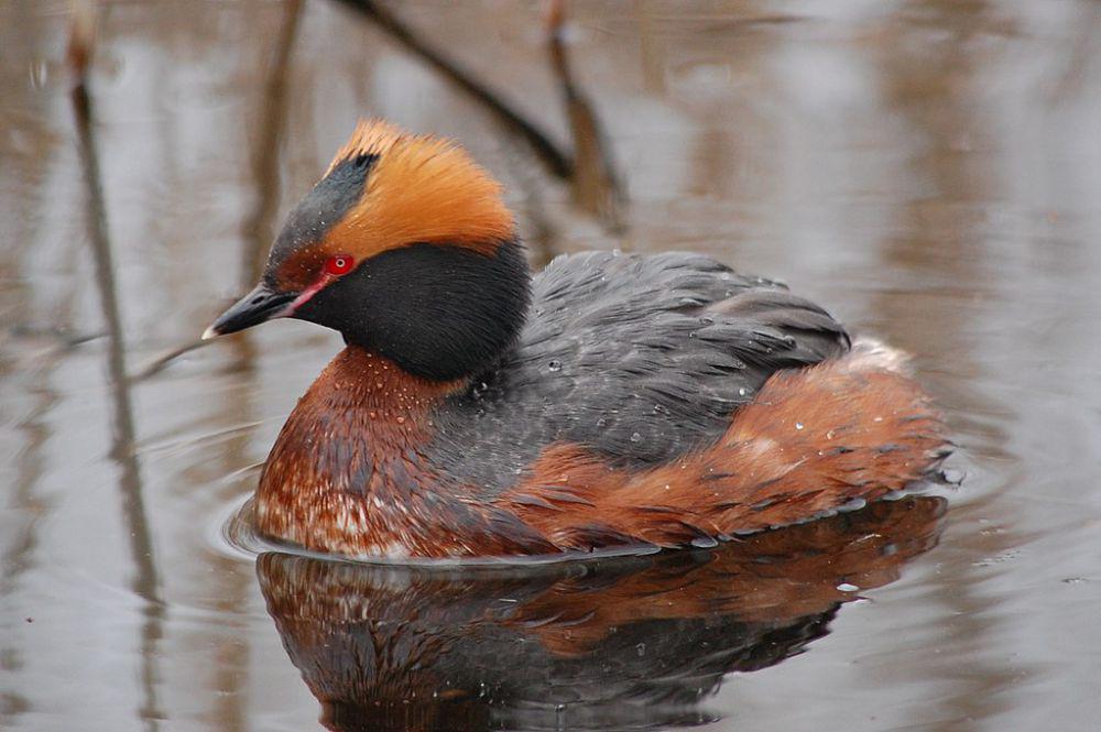 horned grebe (commons.wikimedia.org/EsterAce)