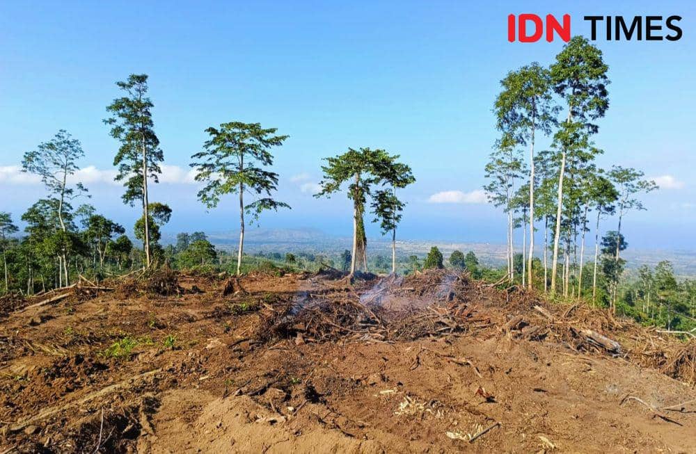 Foto kawasan hutan konsesi PT. AWB yang ditebang oleh warga (IDN Times/Juliadin)